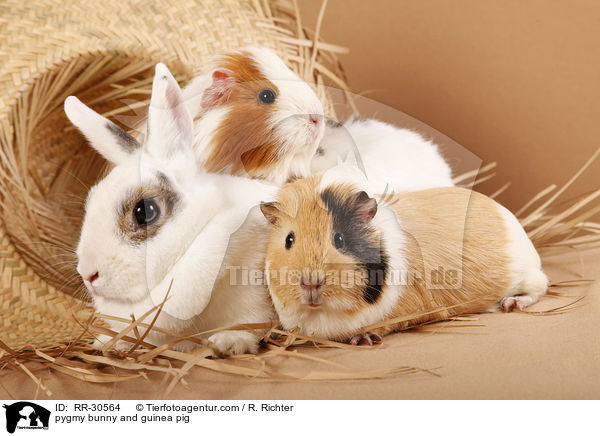 pygmy bunny and guinea pig / RR-30564