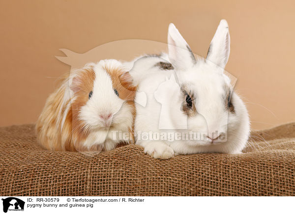 pygmy bunny and guinea pig / RR-30579