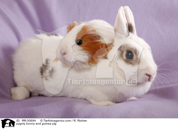 pygmy bunny and guinea pig / RR-30694