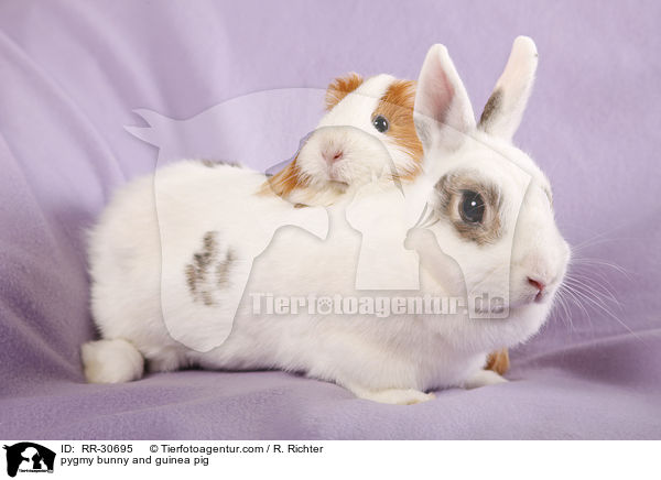 pygmy bunny and guinea pig / RR-30695