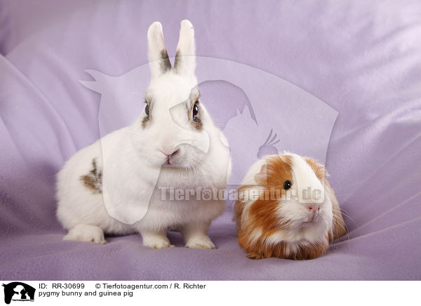 pygmy bunny and guinea pig / RR-30699