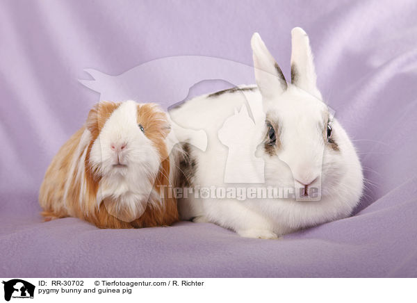 pygmy bunny and guinea pig / RR-30702