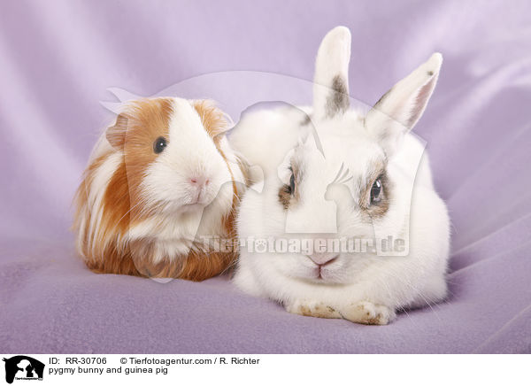 pygmy bunny and guinea pig / RR-30706