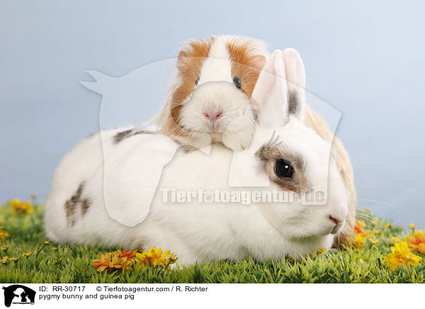 pygmy bunny and guinea pig / RR-30717
