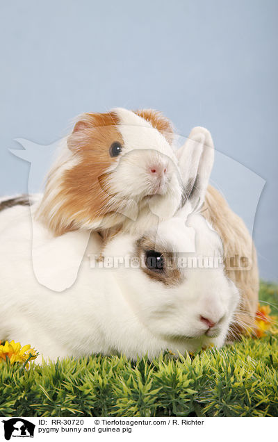 pygmy bunny and guinea pig / RR-30720