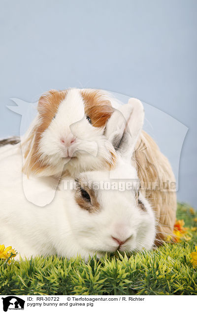 pygmy bunny and guinea pig / RR-30722