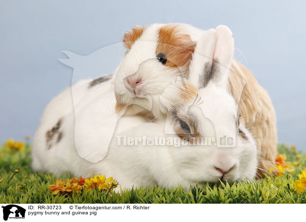pygmy bunny and guinea pig / RR-30723