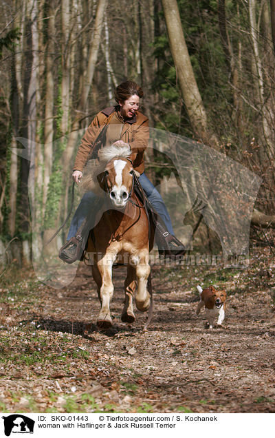 woman with Haflinger & Jack Russell Terrier / SKO-01443