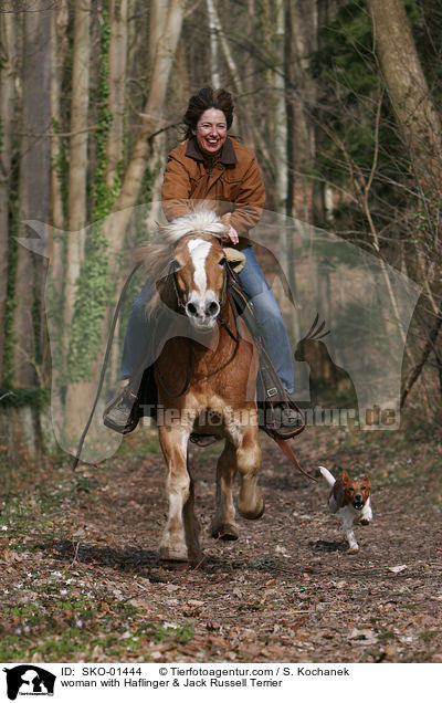 woman with Haflinger & Jack Russell Terrier / SKO-01444