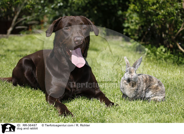 dog and rabbit / RR-36487
