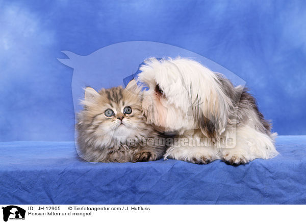 Persian kitten and mongrel / JH-12905
