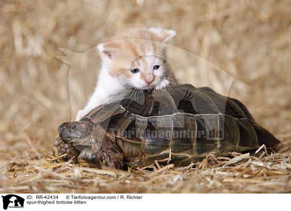 spur-thighed tortoise kitten / RR-42434