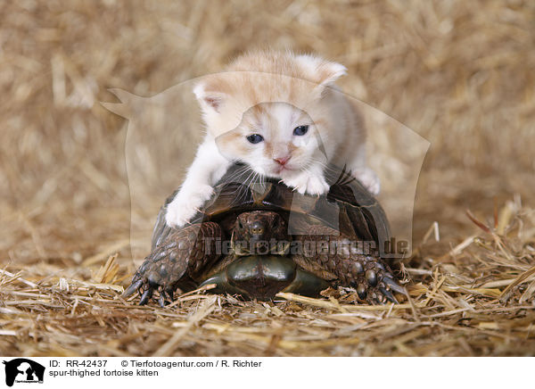 spur-thighed tortoise kitten / RR-42437