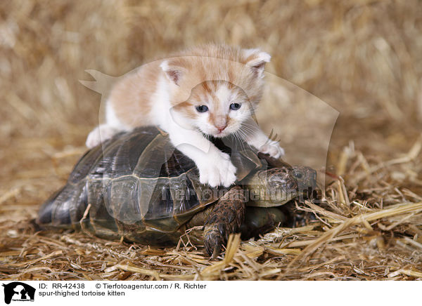 spur-thighed tortoise kitten / RR-42438