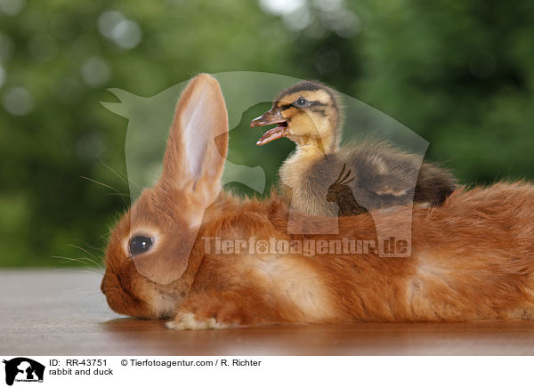 rabbit and duck / RR-43751