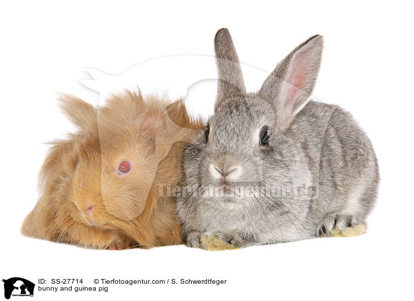 bunny and guinea pig / SS-27714