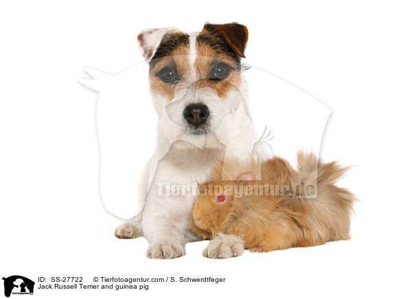 Jack Russell Terrier and guinea pig / SS-27722