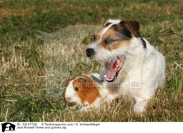 Jack Russell Terrier and guinea pig / SS-27728