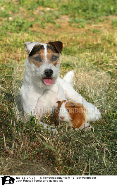 Jack Russell Terrier and guinea pig / SS-27734