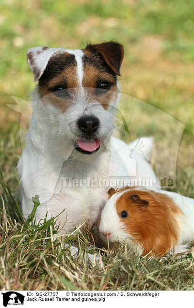 Jack Russell Terrier and guinea pig / SS-27737