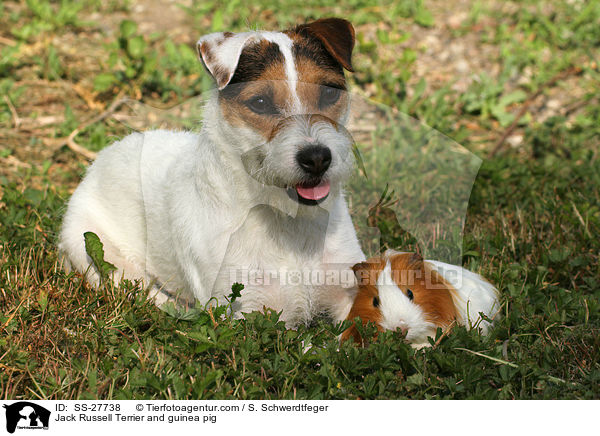 Jack Russell Terrier and guinea pig / SS-27738