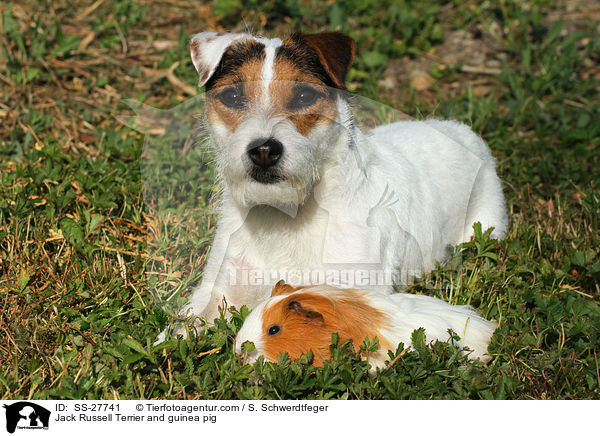 Jack Russell Terrier and guinea pig / SS-27741