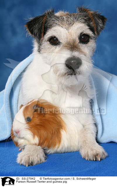 Parson Russell Terrier and guinea pig / SS-27942