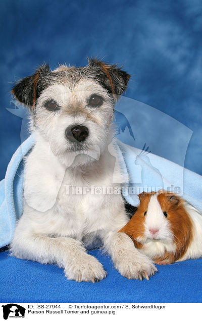 Parson Russell Terrier and guinea pig / SS-27944