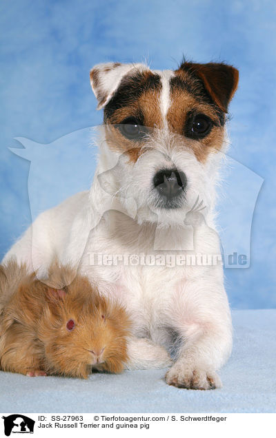 Jack Russell Terrier and guinea pig / SS-27963