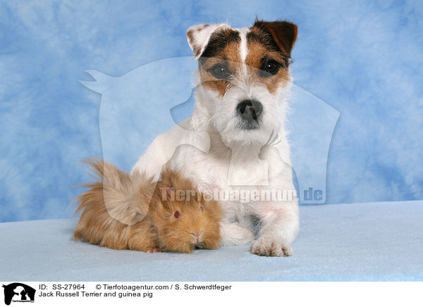 Jack Russell Terrier and guinea pig / SS-27964