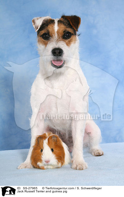 Jack Russell Terrier and guinea pig / SS-27965