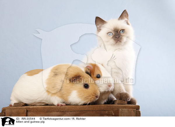 kitten and guinea pig / RR-30544