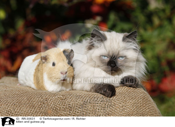 kitten and guinea pig / RR-30631