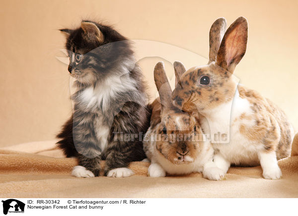 Norwegian Forest Cat and bunny / RR-30342