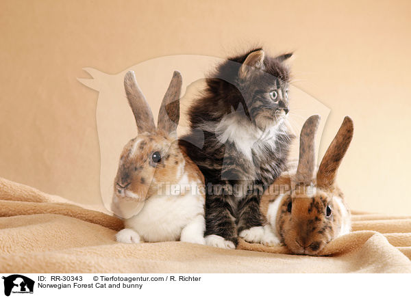 Norwegian Forest Cat and bunny / RR-30343
