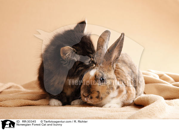 Norwegian Forest Cat and bunny / RR-30345