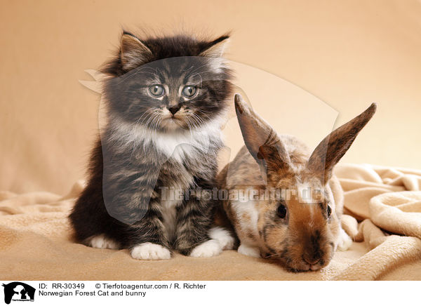 Norwegian Forest Cat and bunny / RR-30349