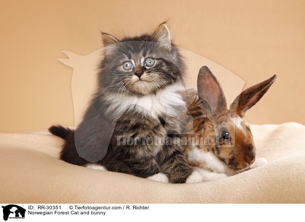 Norwegian Forest Cat and bunny / RR-30351
