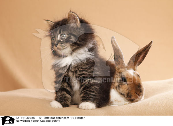 Norwegian Forest Cat and bunny / RR-30356