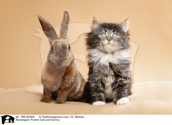 Norwegian Forest Cat and bunny / RR-30364