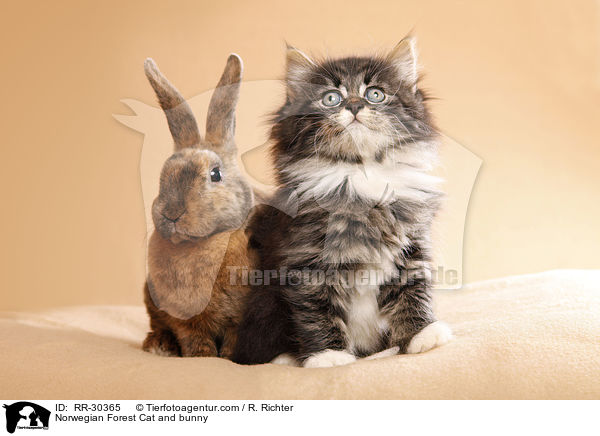 Norwegian Forest Cat and bunny / RR-30365