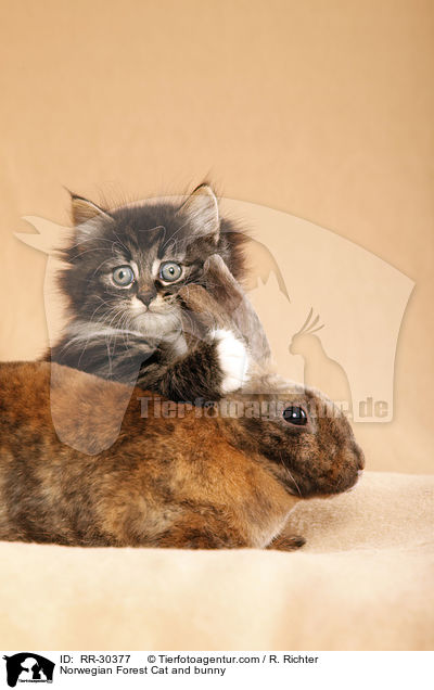 Norwegian Forest Cat and bunny / RR-30377