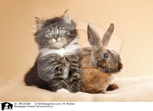 Norwegian Forest Cat and bunny / RR-30380
