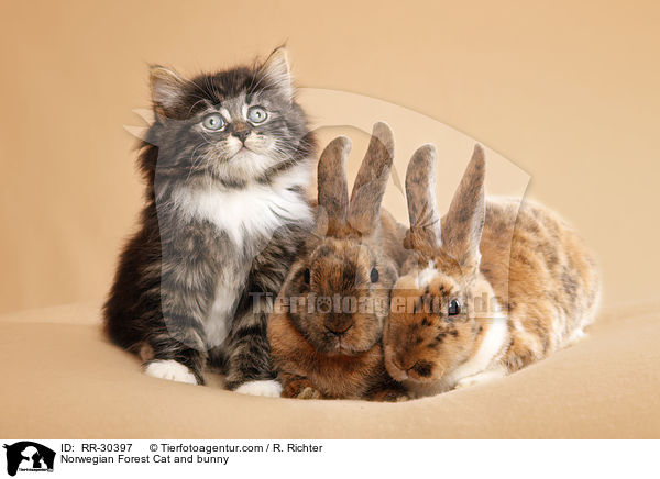 Norwegian Forest Cat and bunny / RR-30397