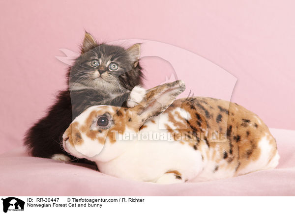 Norwegian Forest Cat and bunny / RR-30447