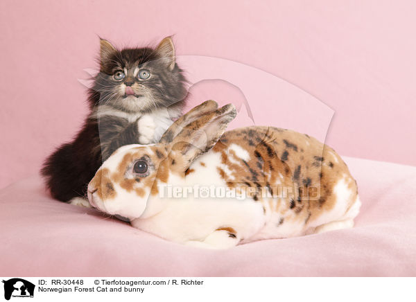 Norwegian Forest Cat and bunny / RR-30448