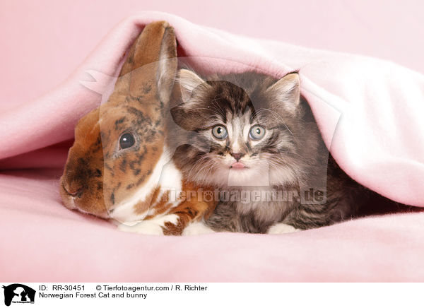Norwegian Forest Cat and bunny / RR-30451