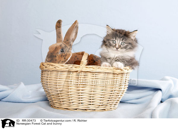 Norwegian Forest Cat and bunny / RR-30473