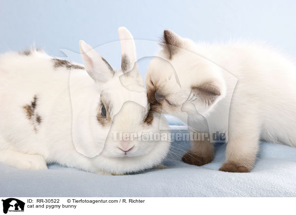 cat and pygmy bunny / RR-30522