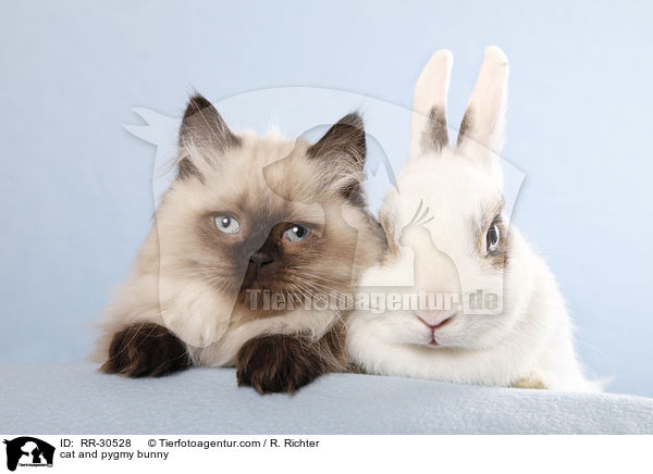 cat and pygmy bunny / RR-30528
